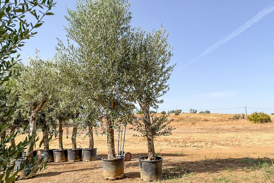 2 Olivenbäume Olea Europaea 